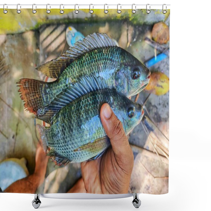 Personality  Big Fresh Tilapia Fish In Hand Of A Fish Farmer Ready For Sale HD Shower Curtains