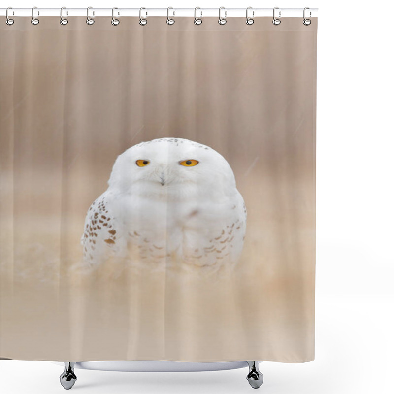 Personality  Snowy Owl Hidden In The Meadow, Bird With Yellow Eyes Sitting In Grass. Scene With Clear Foreground And Background, In The Nature Habitat, Canada. White Bird In The Field, Wildlife Scene From Nature. Shower Curtains