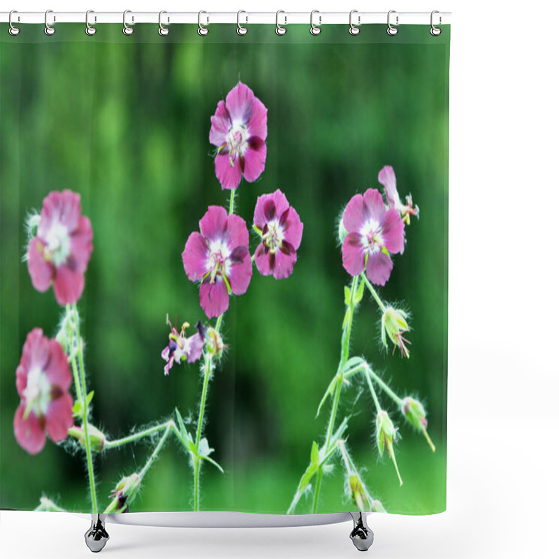 Personality  Geranium Phaeum Blooms In Nature In Spring Forest Shower Curtains