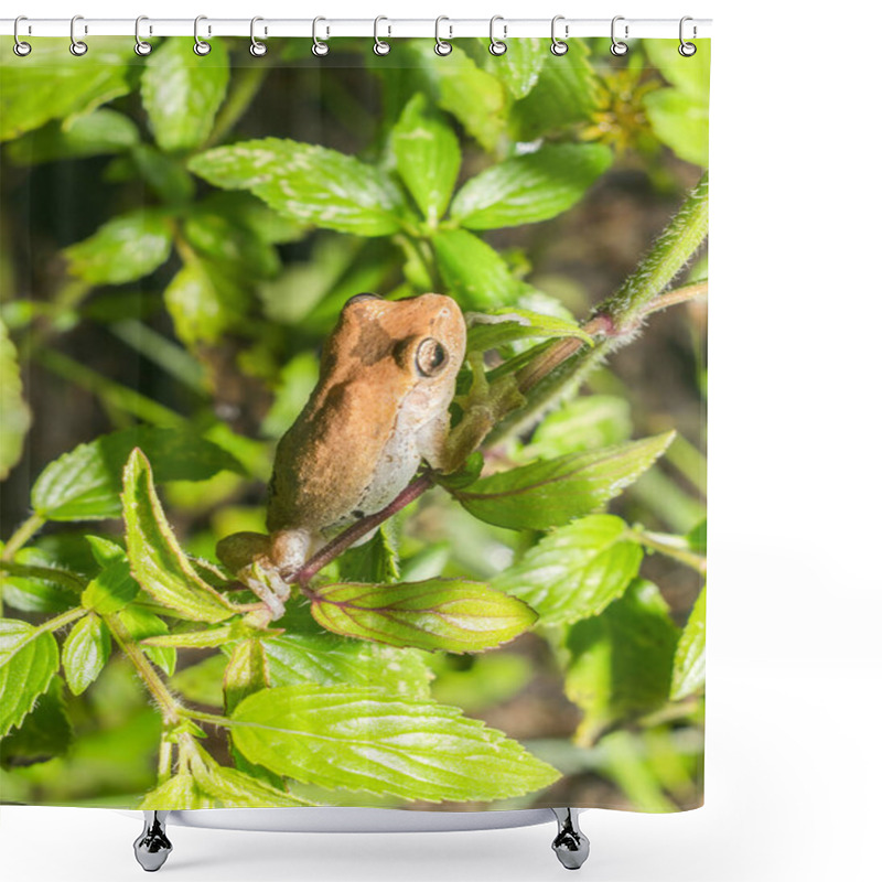 Personality  Pine Woods Treefrog - Hyla Femoralis Looking Away On Green Dotted Horse Mint Plant.  Both Are Florida Native Species Shower Curtains