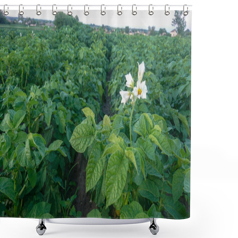 Personality  Field Of Young Potato Plants With Green Leaves And Blossoms Shower Curtains