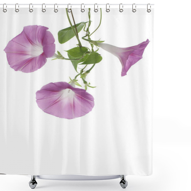 Personality  Morning Glory Shower Curtains