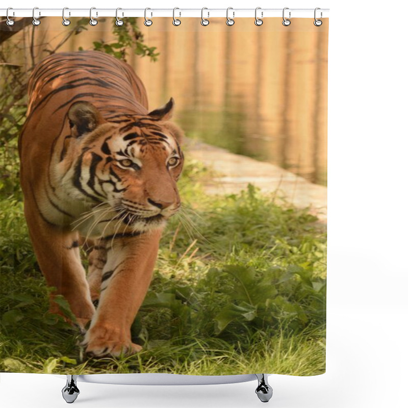 Personality  Tiger. Shower Curtains