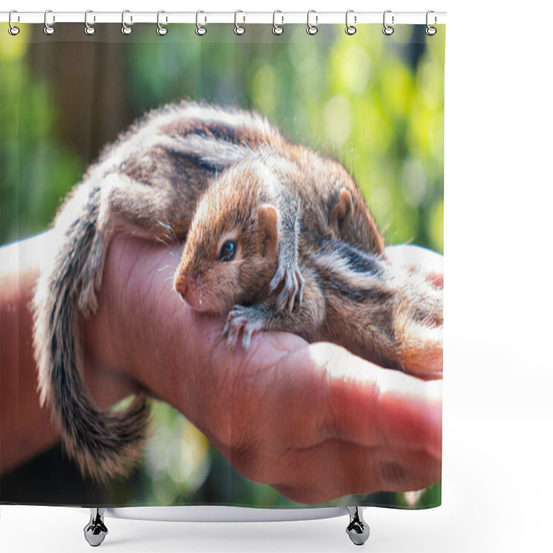 Personality  Taking Care Of Two Abandoned Newborn Squirrel Babies. Cute And Cuddly Three-striped Palm Baby Squirrels, Innocence, And Caring Hand Concept Photograph. Resting In The Warmth Of A Young Girls Hand, Shower Curtains