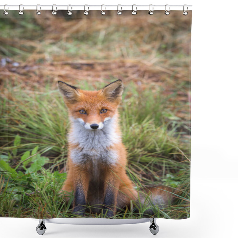 Personality  Beautiful Young Red Fox In The Wild. A Sly Fox With A White Breast. A Curious Wild Animal. Rural Place. Autumn Sunny Day. Shower Curtains