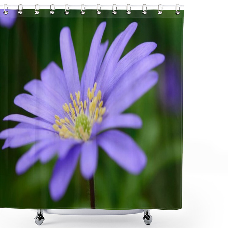 Personality  Blue Anemone (Anemone Apennina) Shower Curtains