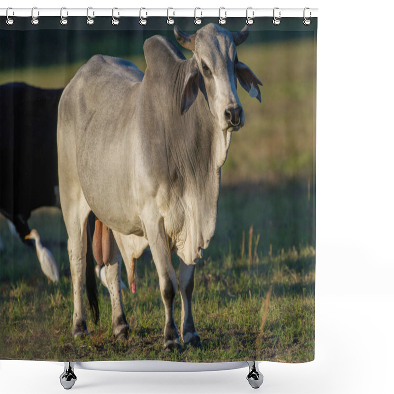 Personality  The Brahman (Bos Taurus Indicus) Is An American Breed Of Zebuine-taurine Hybrid Beef Cattle. Domestic White Bull Male With Nose Ring - White Bird Blurred In Background Shower Curtains