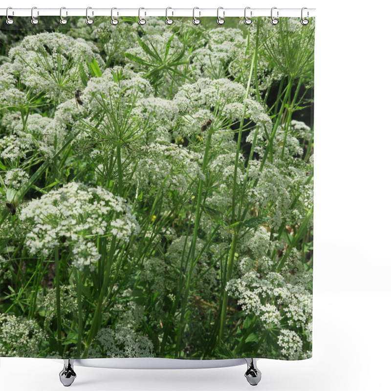 Personality  Aegopodium Podagraria, Plant, Weed Edible, Multiply Shower Curtains