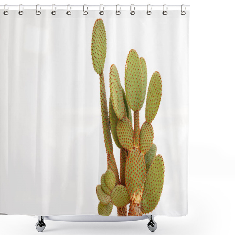 Personality  Orange Bunny Ears Cactus Isolated On White Background With Space For Text Shower Curtains