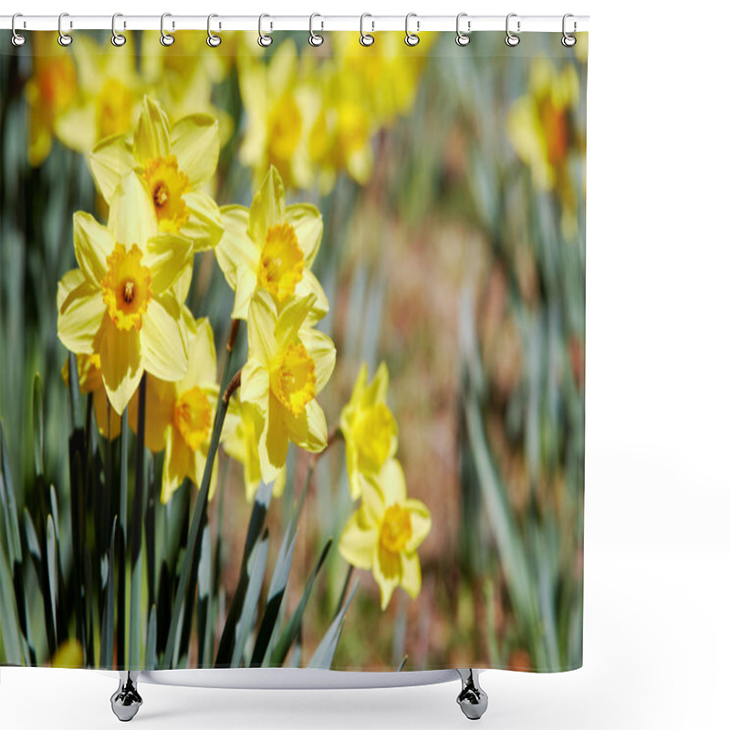 Personality  Yellow Daffodils Outdoors Shower Curtains