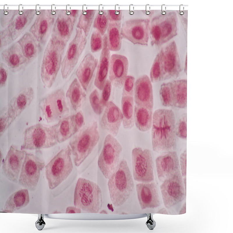 Personality  Cell Division And Cell Cycle Under The Microscope. Shower Curtains