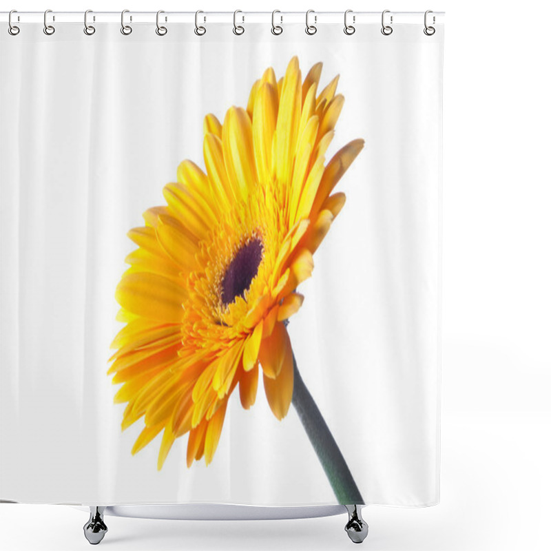 Personality  Bright Yellow Gerbera On White Background Shower Curtains