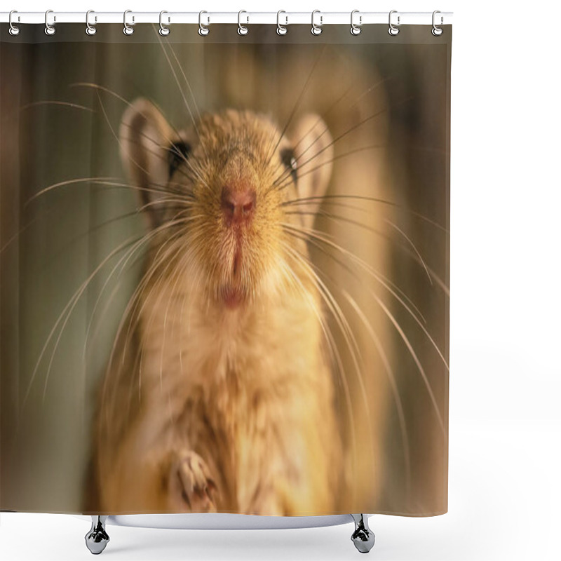 Personality  A Gerbil Or Called Desert Rats Is A Small Mammal. Shower Curtains