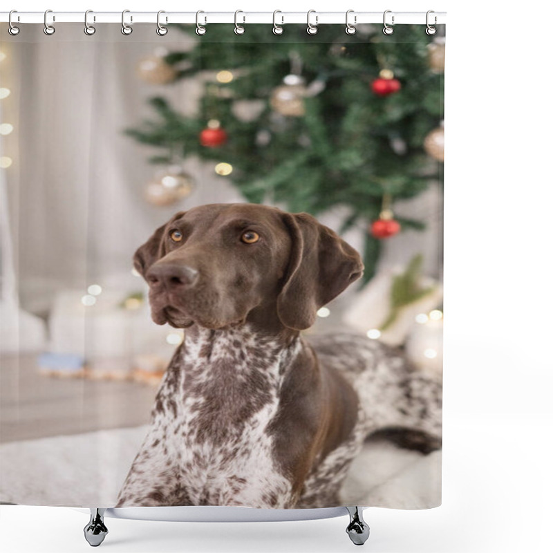 Personality  GSP Dog Looking Away In Front Of Christmas Tree Shower Curtains