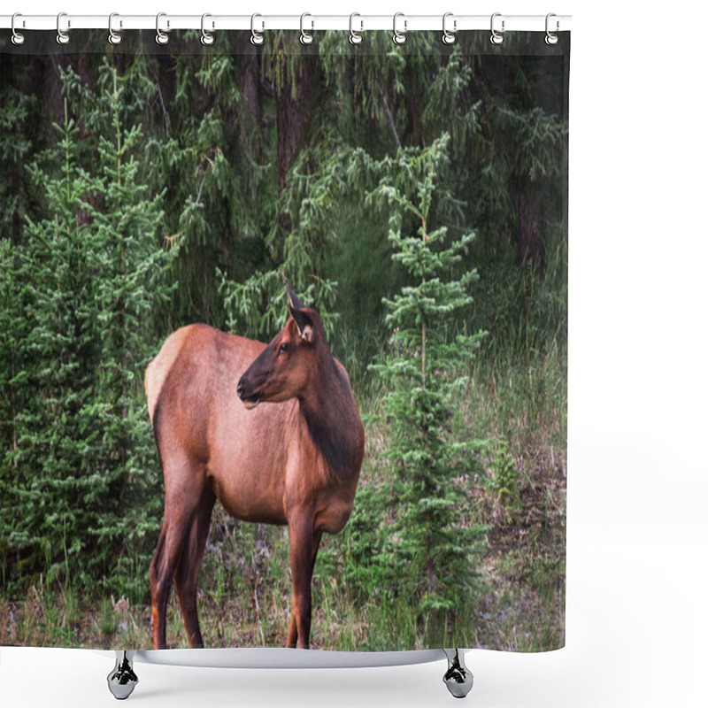 Personality  Female Elk Standing In A Forest Shower Curtains