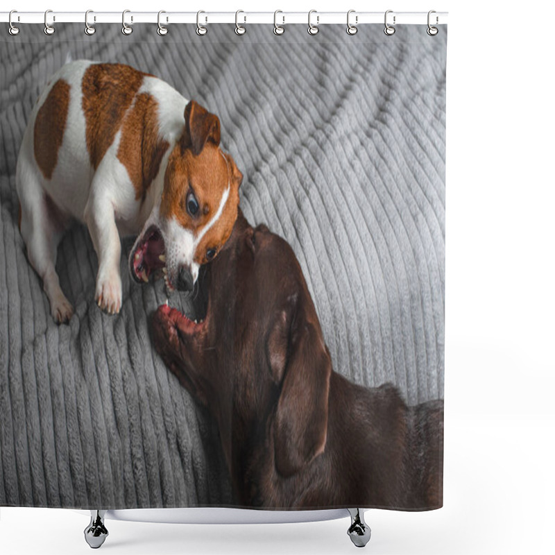 Personality  The Dogs Are Playing. Labrador And Jack Russell Terrier Are Fighting And Playing. The Dogs Are Fighting. Copy Space Shower Curtains