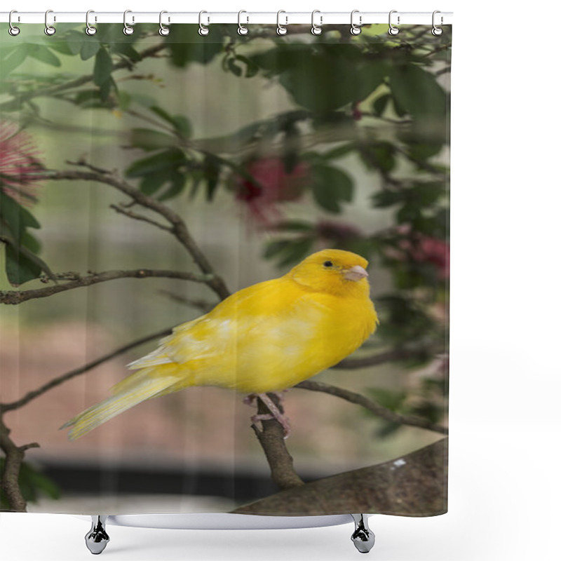 Personality  Canary, (Serinus Canaria Domestica Shower Curtains