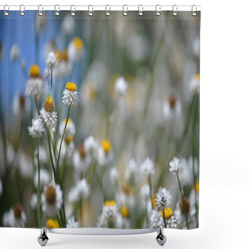 Personality  Fresh Summer Floral Background Of White And Gold Winged Everlasting Daisies, Ammobium Alatum, Family Asteraceae, Against A Blue Sky. Native To Eastern Australia Shower Curtains