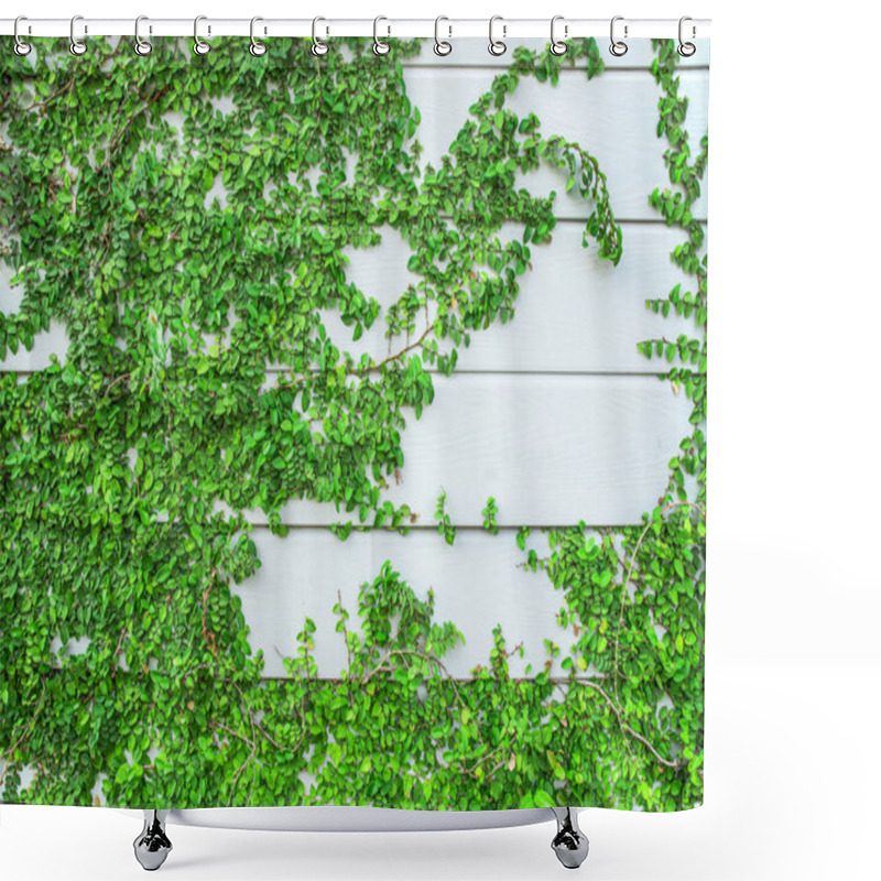 Personality  Green Creeper Plant Growing On Wood Wall Shower Curtains