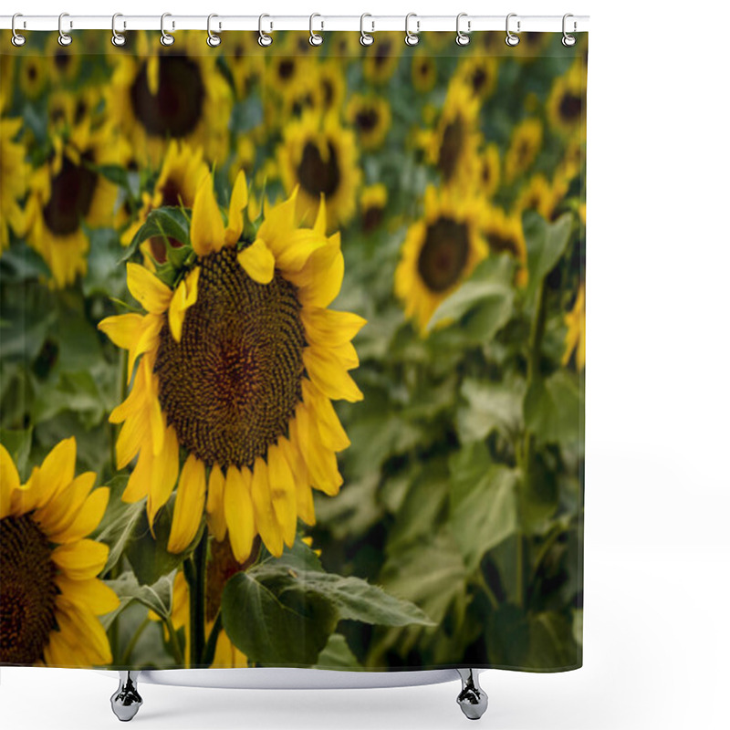 Personality  Large Yellow Sunflowers At Sunset  Shower Curtains