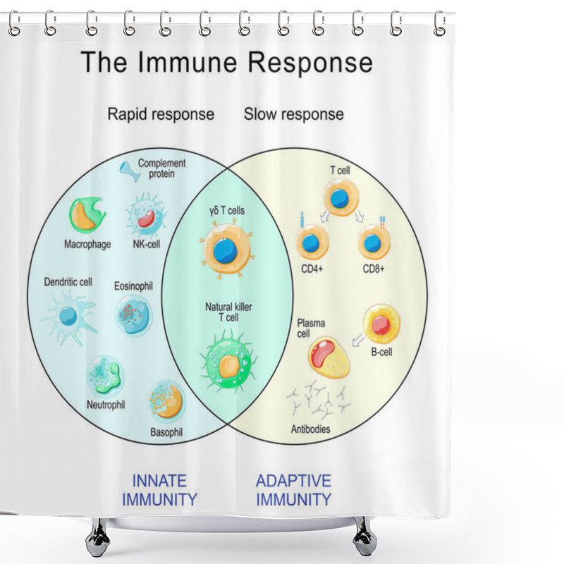 Personality  Immune Response. Rapid And Slow Response Of Adaptive And Innate Immunity And Antibody Activation. Cells Of The Immune System. Immunology Infographic. Vector Illustration Shower Curtains