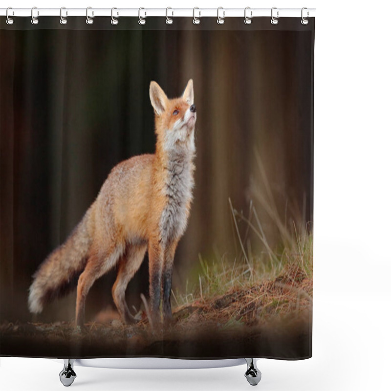 Personality  Cute Red Fox, Vulpes Vulpes In Fall Forest. Beautiful Animal In The Nature Habitat. Wildlife Scene From The Wild Nature. Fox Running In Orange And Yellow Autumn Leaves. Animal In Fall Wood Habitat. Shower Curtains