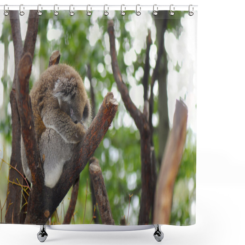 Personality  Young Australian Koala  Shower Curtains