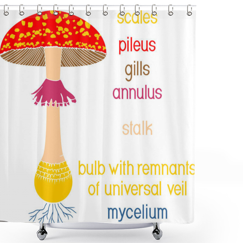 Personality   Structure Of Fruiting Body Of Fly Agaric (Amanita Muscaria) Mushroom Isolated On White Background Shower Curtains