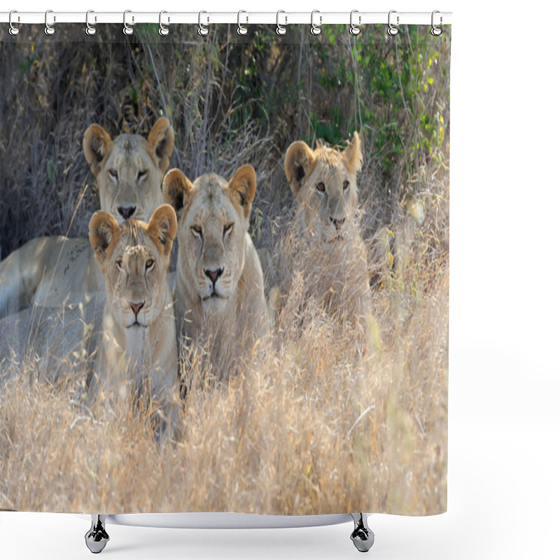 Personality  Close Lion In National Park Of Kenya Shower Curtains