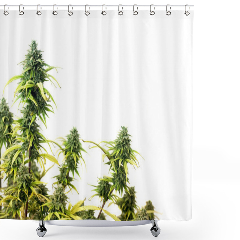 Personality  The Top Of Marijuana Plant Isolated Over White Background Shower Curtains