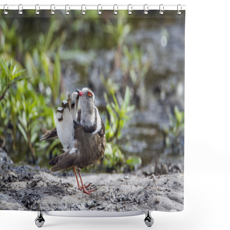 Personality  Three-banded Plover In Kruger National Park, South Africa Shower Curtains