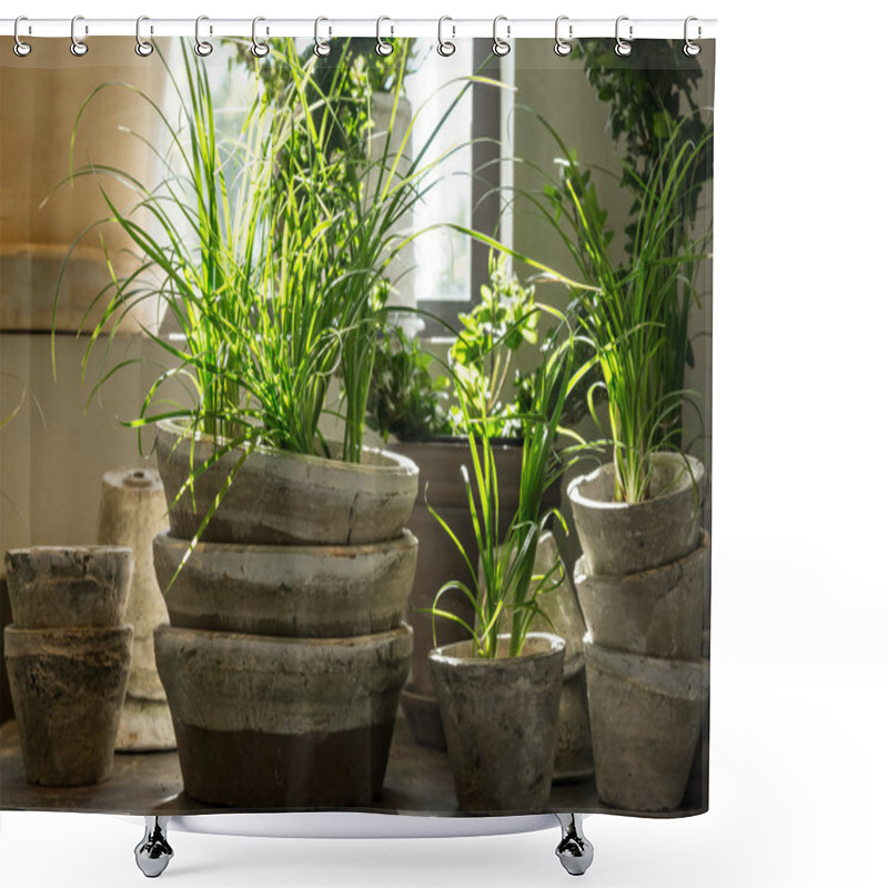 Personality  Green Plants In Old Clay Pots Shower Curtains