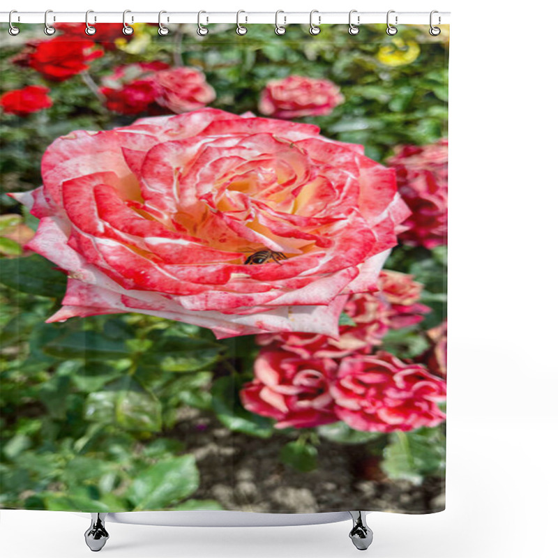 Personality  Macro Shot Of A Rose With Petals In Soft Gradient Shades, Surrounded By Vibrant Green Leaves. A Detailed, Natural, And Captivating Floral Image Showcasing Nature's Beauty. Shower Curtains