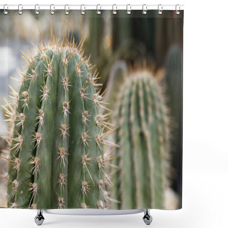 Personality  Plenty Of Cactuses Shower Curtains