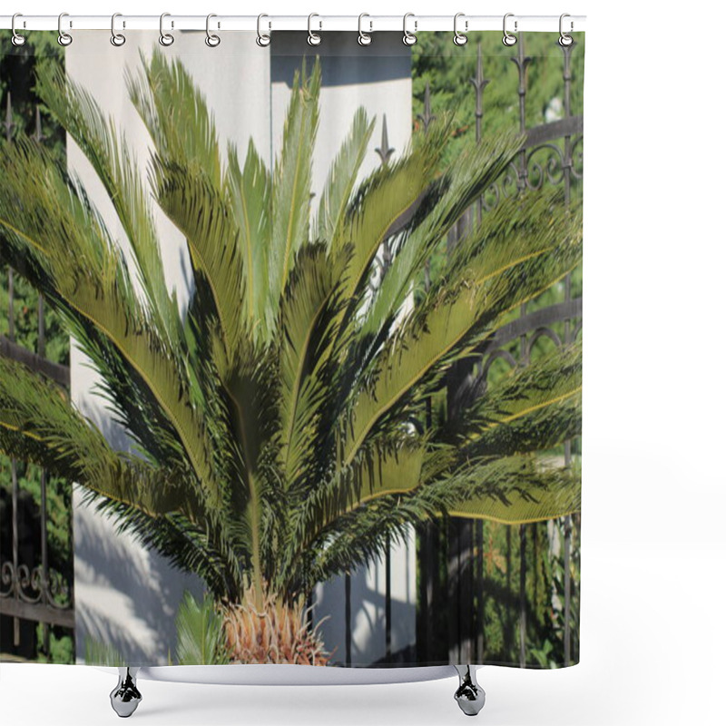 Personality  The Tropical Palm Tree Stands Prominently In A Residential Backyard, Illuminated By Bright Sunlight, With Vibrant Green Fronds Radiating Gracefully From Its Sturdy Trunk. Shower Curtains