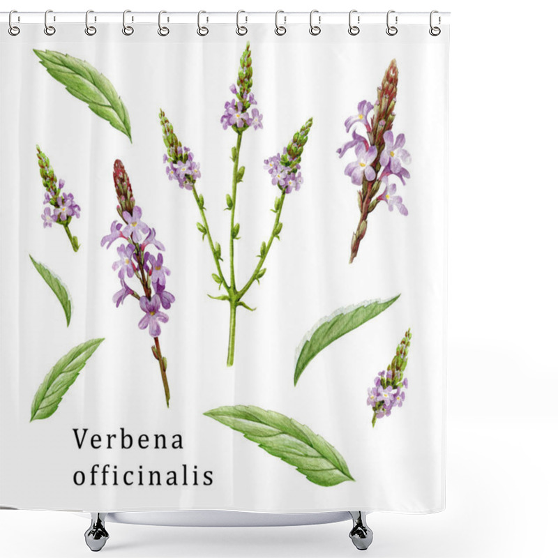 Personality  Verbena Officinalis Herb Element Organic Set. Hand Drawn Vervain Plant Collection. Purple Natural Organic Flowers With Green Leaves. Aromatic Medicinal Verbena Herb Set On White Background Shower Curtains