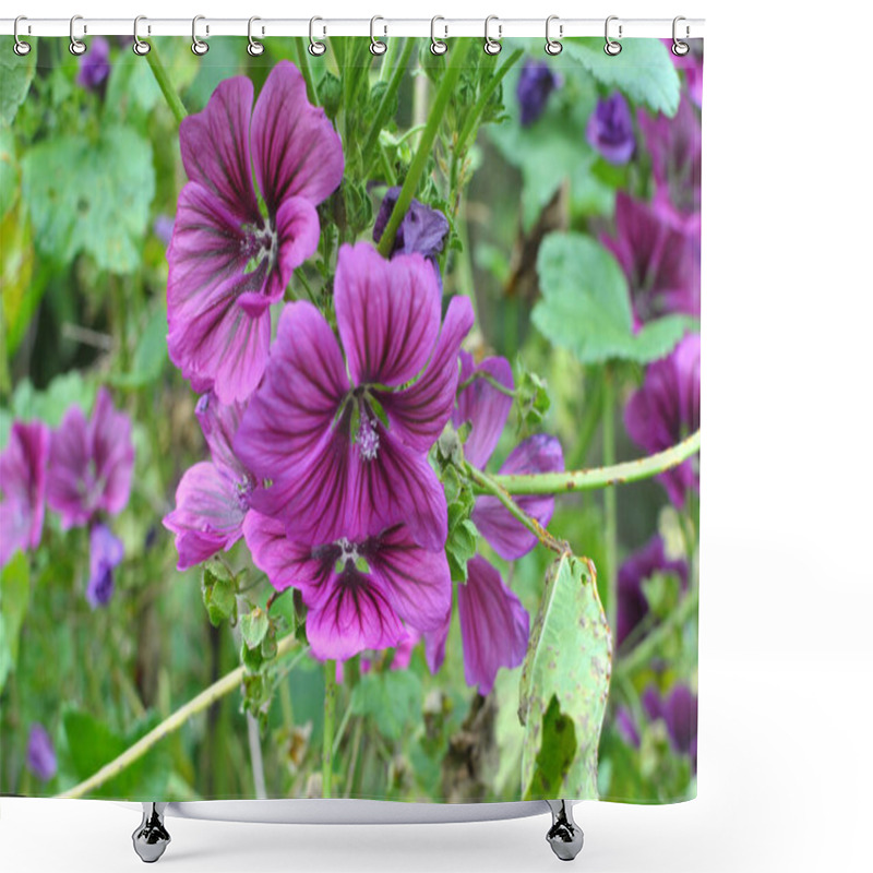 Personality  Mallow, Malva Sylvestris Forest Grows In The Wild Shower Curtains