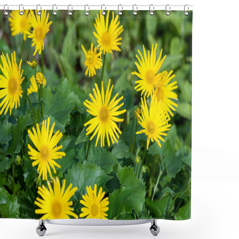 Personality  Austrian Leopard's Bane (Doronicum Orientale) Yellow Flowers In Summer Garden Shower Curtains