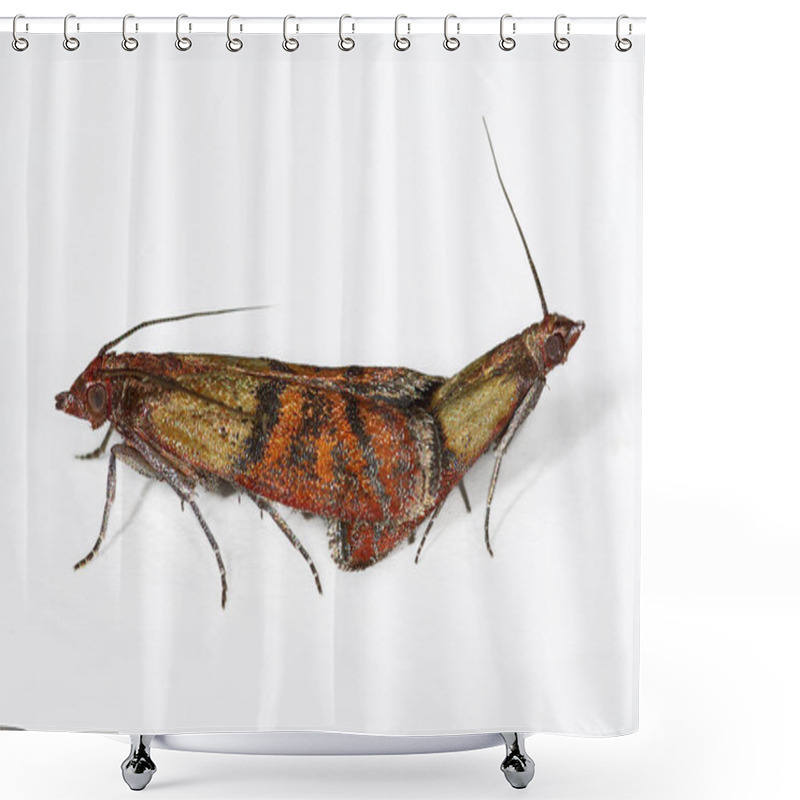 Personality  Pest Moth Plodia Interpunctella Shower Curtains