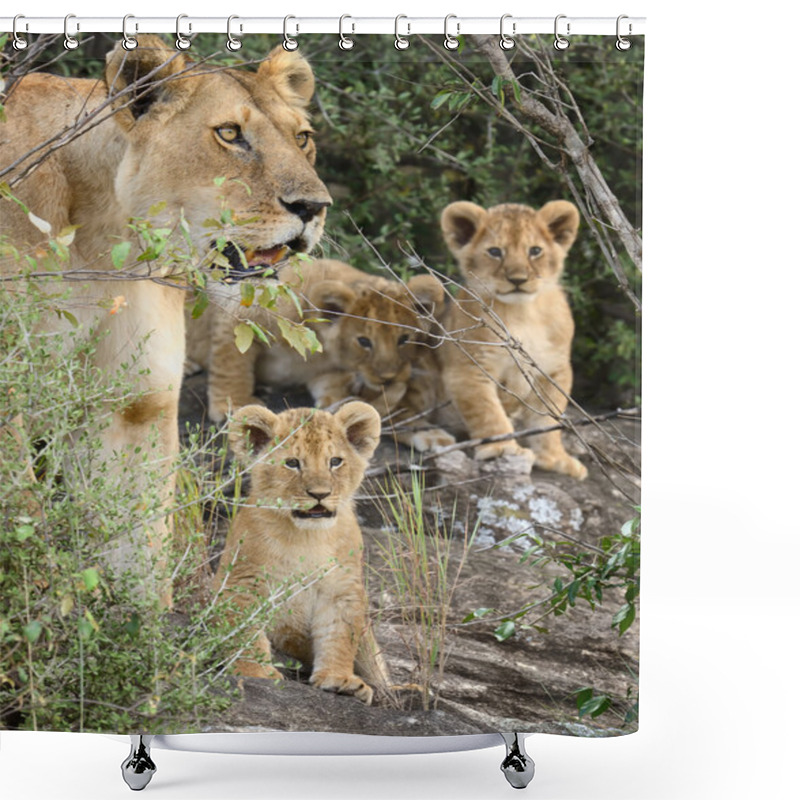 Personality  Lion In National Park Of Kenya, Africa Shower Curtains