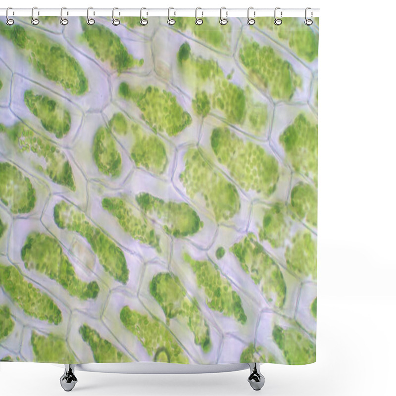 Personality  Plant Cell Under The Microscope View For Education Biology. Shower Curtains