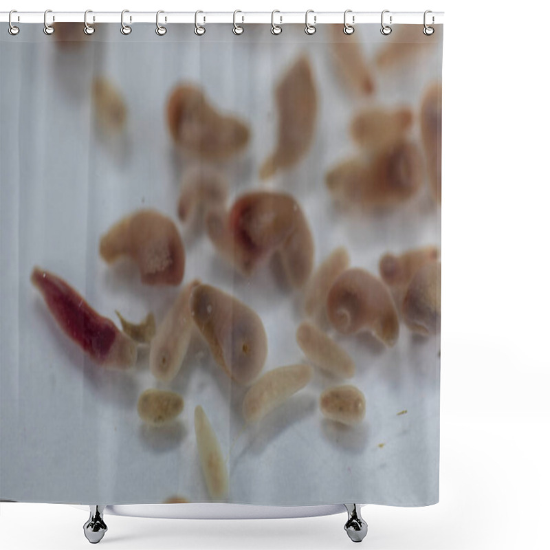 Personality  The Study Parasite Or Worms Is A Freshwater Fish Parasite In Laboratory For Education. Shower Curtains