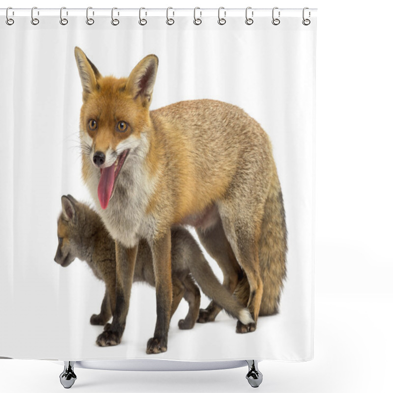 Personality  Mother Fox With Her Cub (7 Weeks Old) In Front Of A White Backgr Shower Curtains