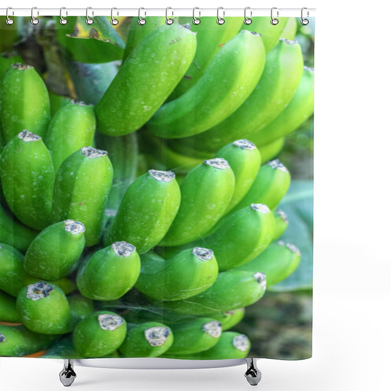 Personality  Tropical Banana Palm Tree With Green Banana Fruits Growing On Banana Plantation On Gran Canaria Island, Spain Shower Curtains