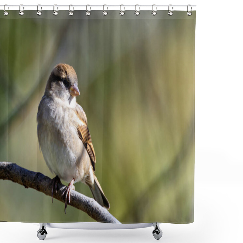 Personality  Female House Sparrow, An Omnivore Feeding On Seeds And Insects, Photographed On Bull Island, Dublin. Shower Curtains