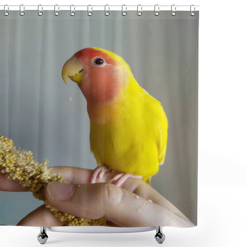 Personality  Domesticating A Yellow Pink-cheeked Lovebird With Spiky Millet.  Beautiful Tame Parrot. Shower Curtains