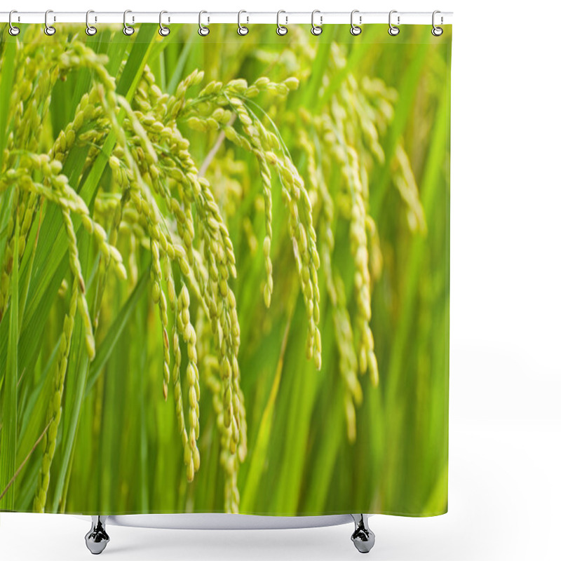 Personality  Paddy Rice Harvest Shower Curtains