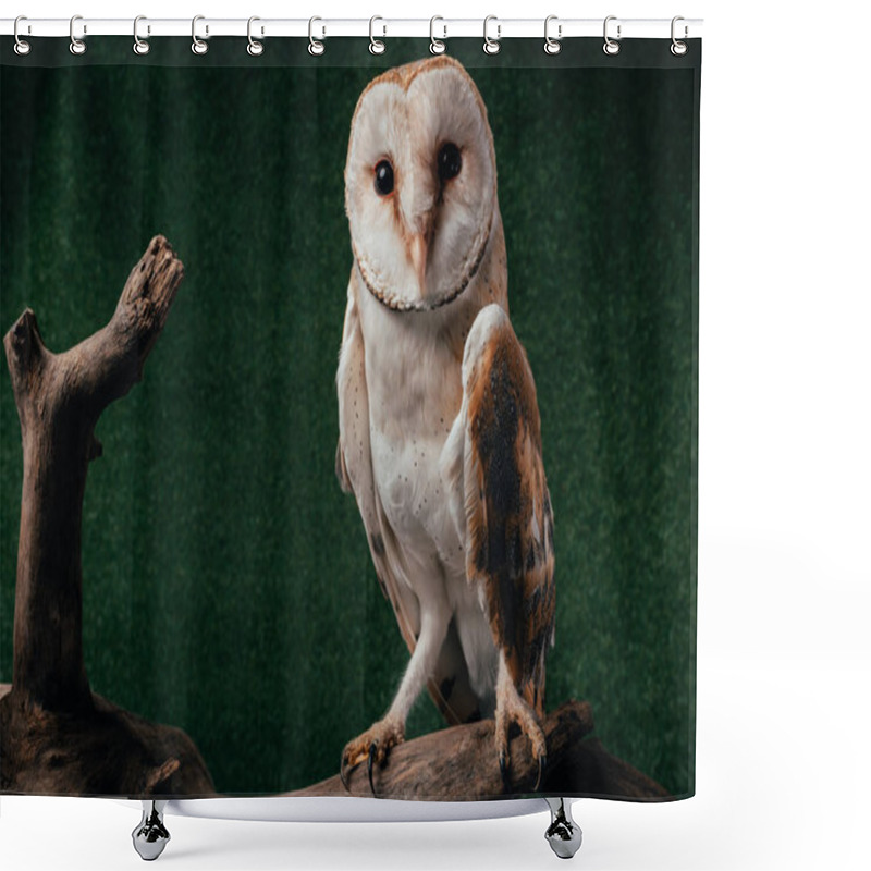 Personality  Cute Wild Barn Owl On Wooden Branch On Green Background Shower Curtains