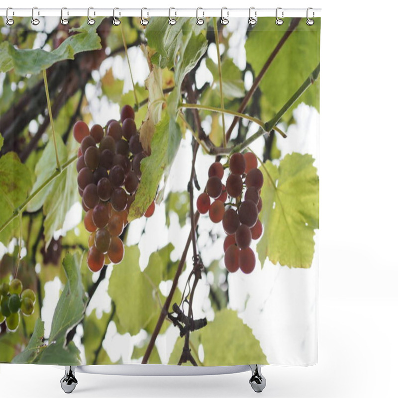 Personality  Vineyards At Sunset In Autumn Harvest. Ripe Grapes In Fall. Shower Curtains