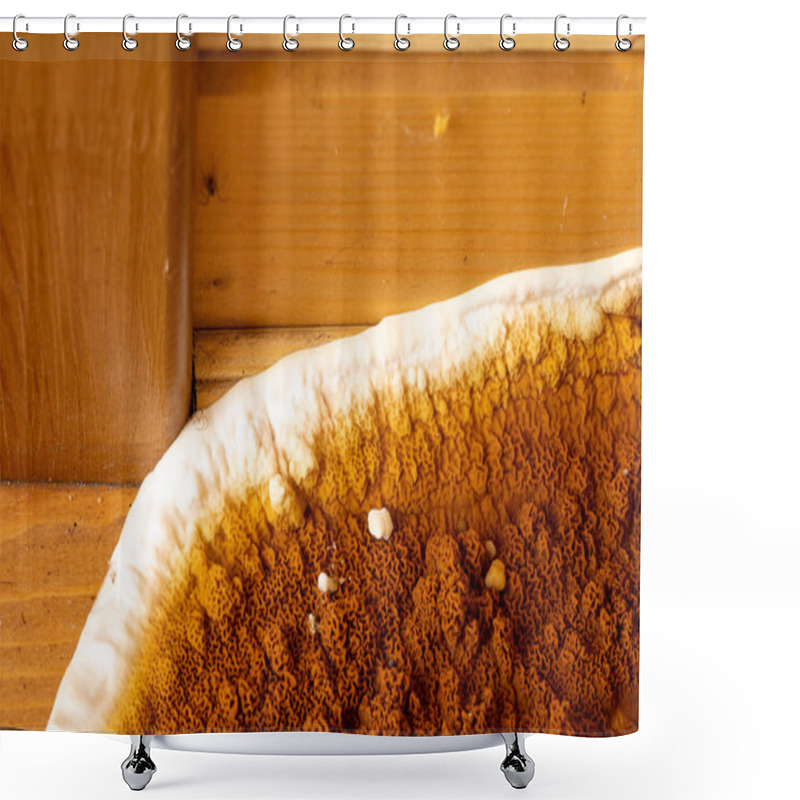 Personality  An Element Of A Growing Fungus Serpula Lacrymans On Walls And Floors In A Residential Building. It Is The Most Destructive Fungus Attacking Wooden Elements In Structures Shower Curtains